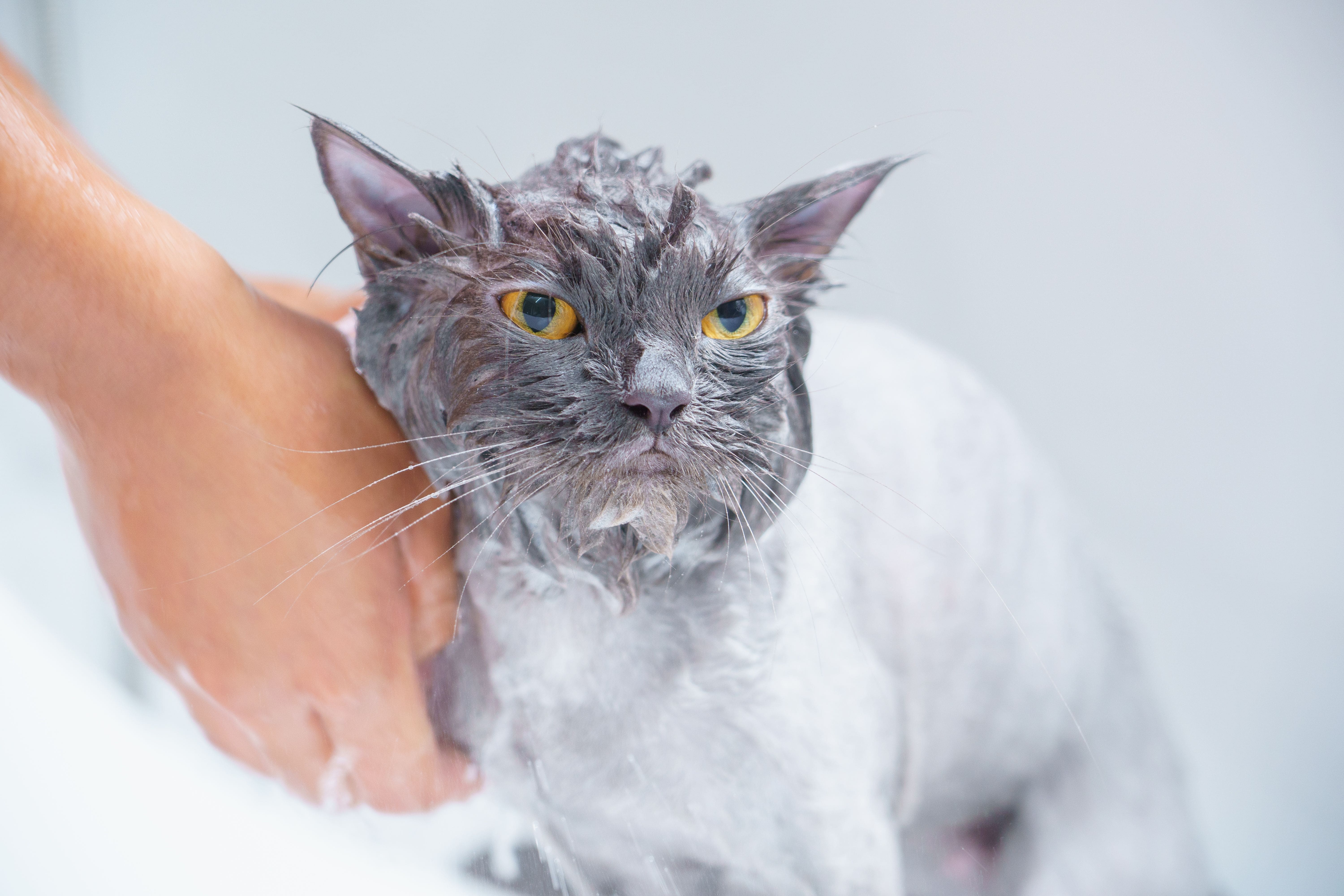 Rutinitas Grooming Bulanan yang Harus Dilakukan Setiap Pawrent