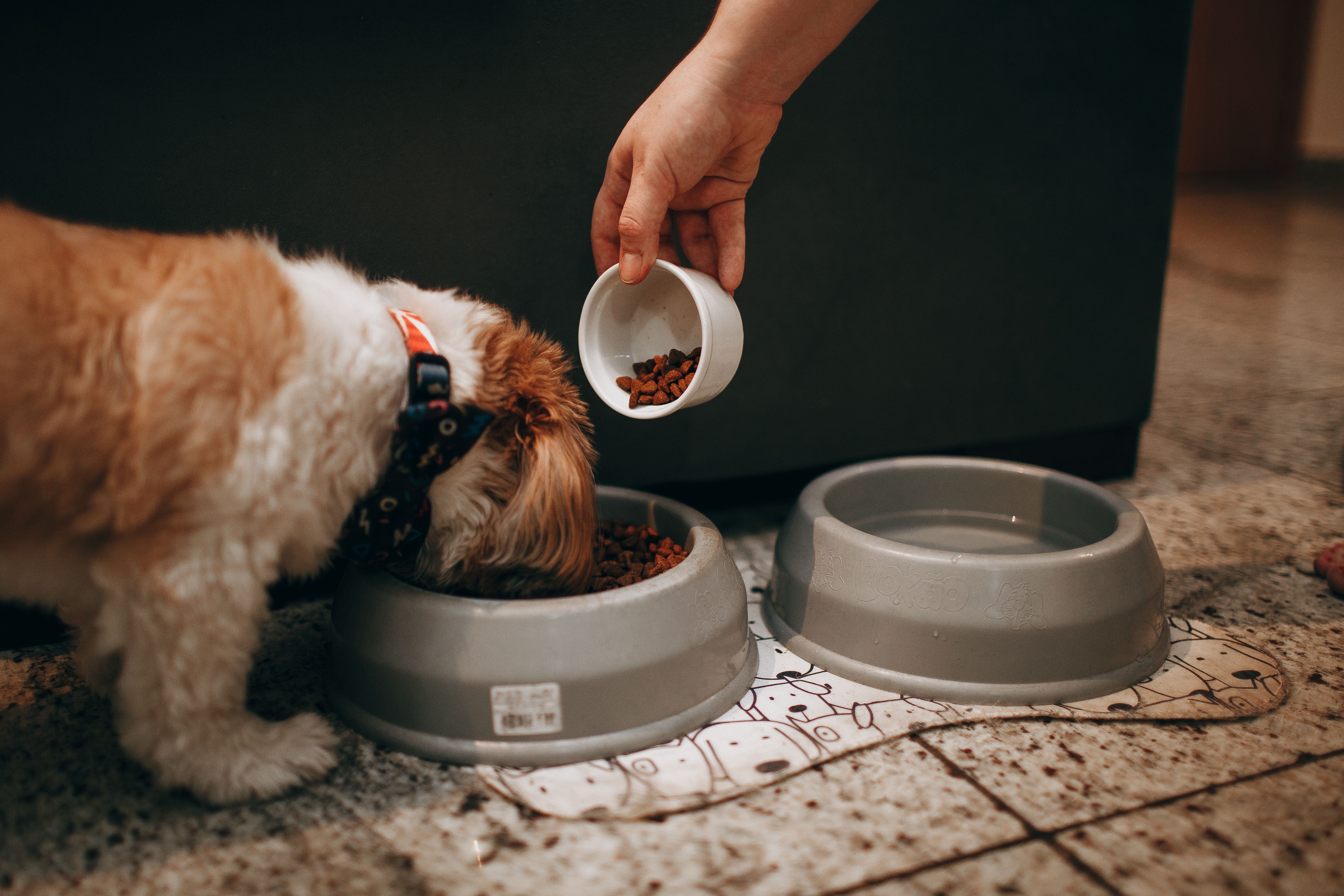 Makanan Berbahaya untuk Anjing yang Harus Dihindari