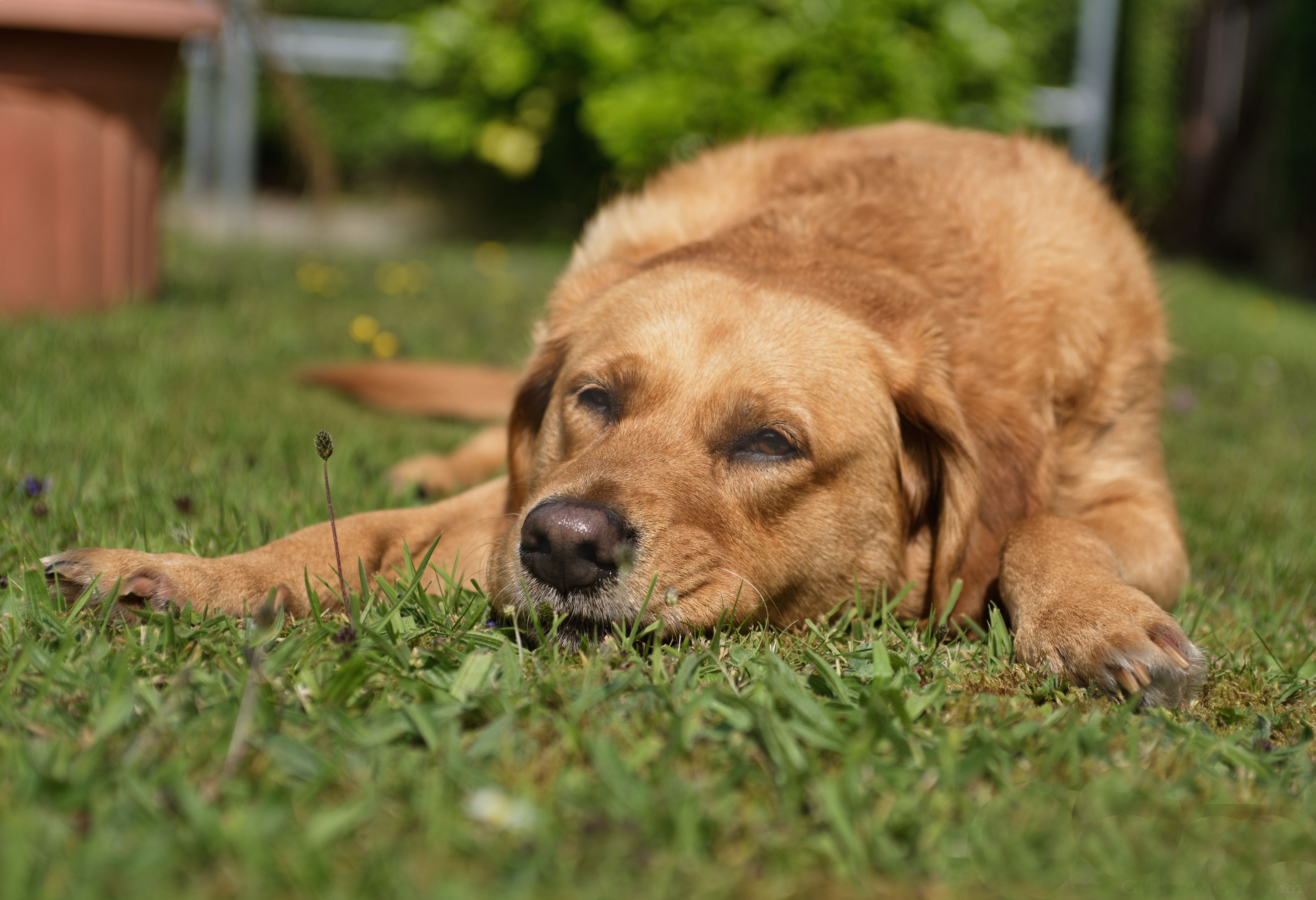 Kenali Gejala Distemper pada Anjing dan Cara Pencegahannya