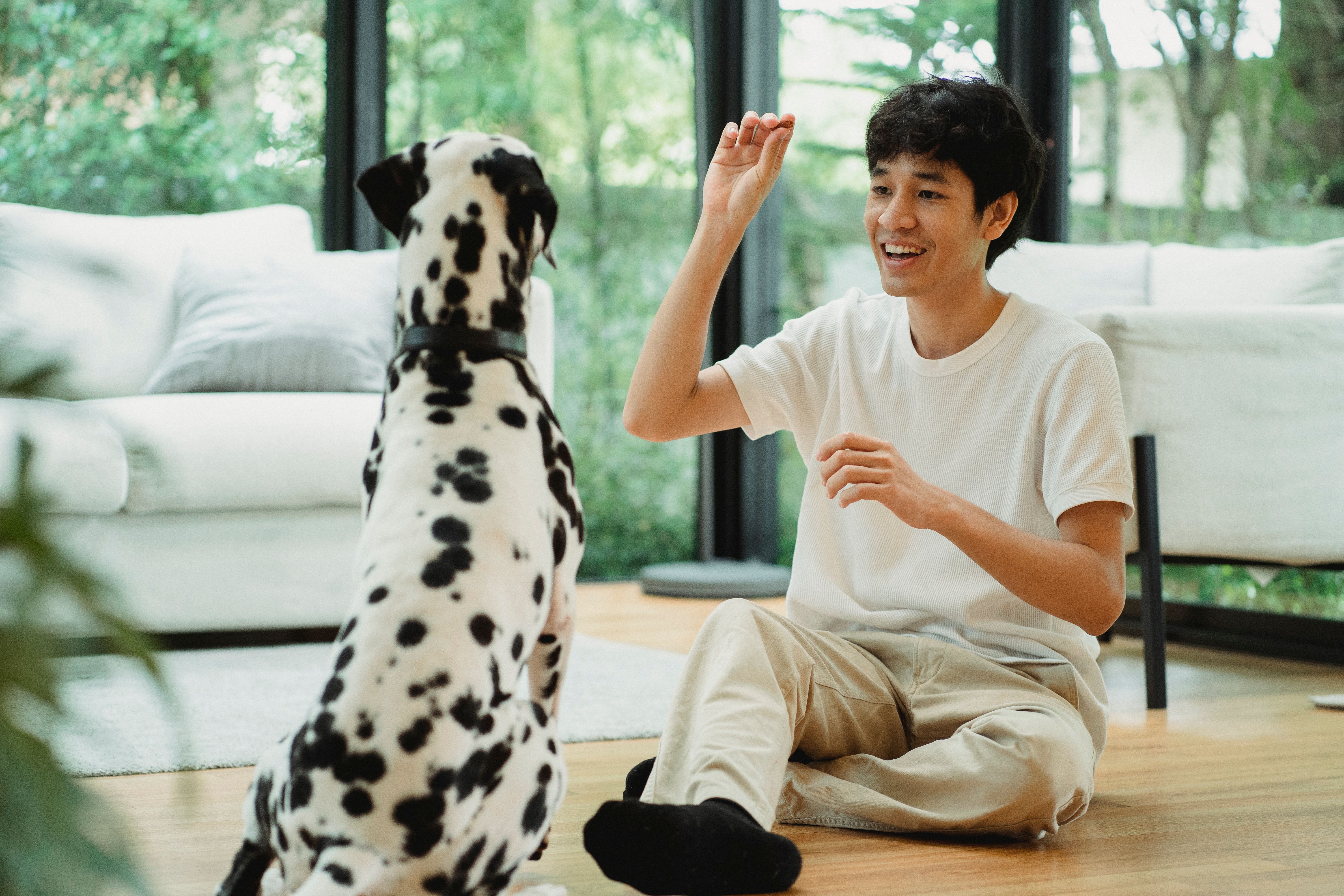 Cara Melatih Anjing "Duduk" dan "Tunggu" dalam 7 Hari