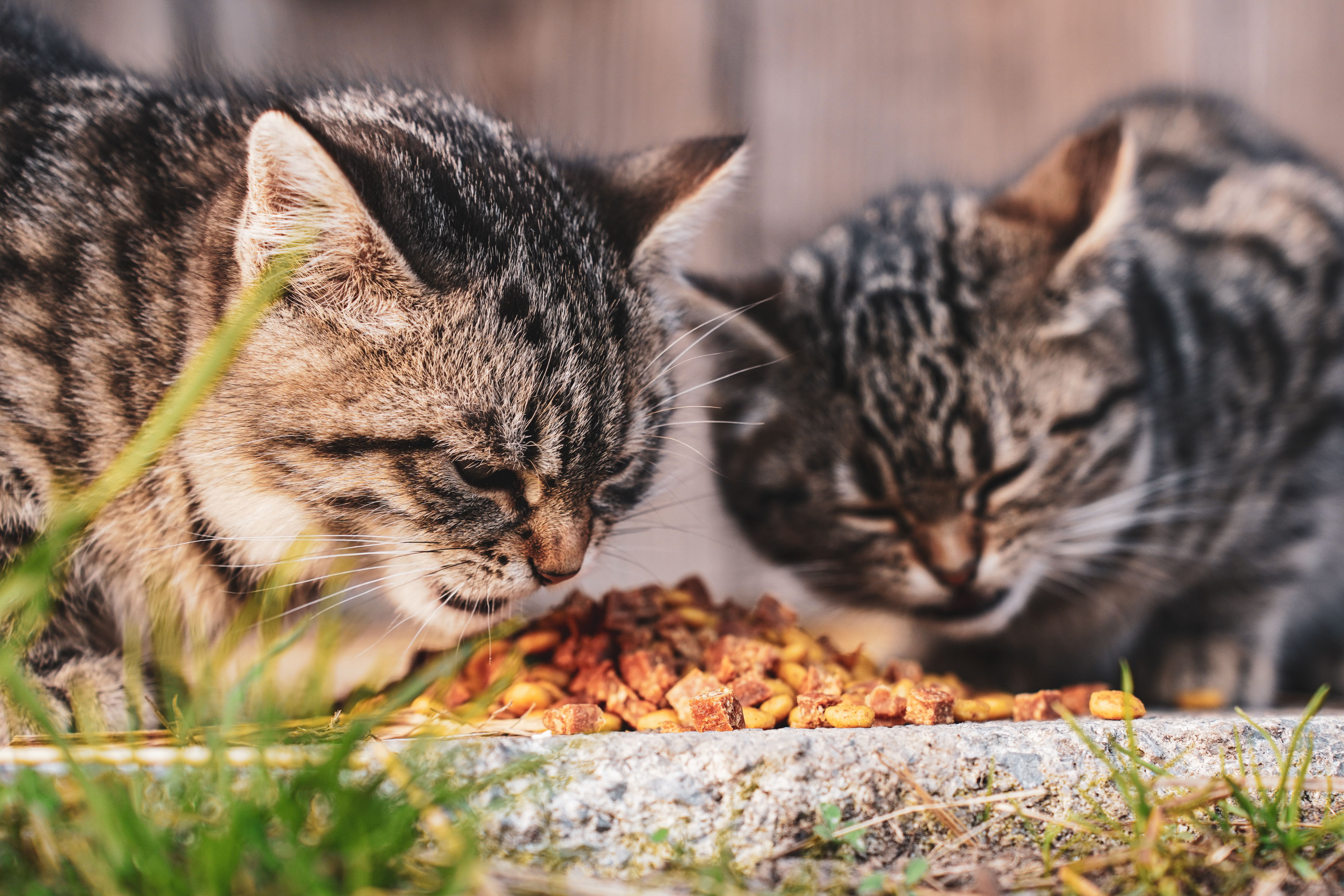 Panduan Nutrisi Kucing: Basah vs Kering, Mana yang Lebih Baik?