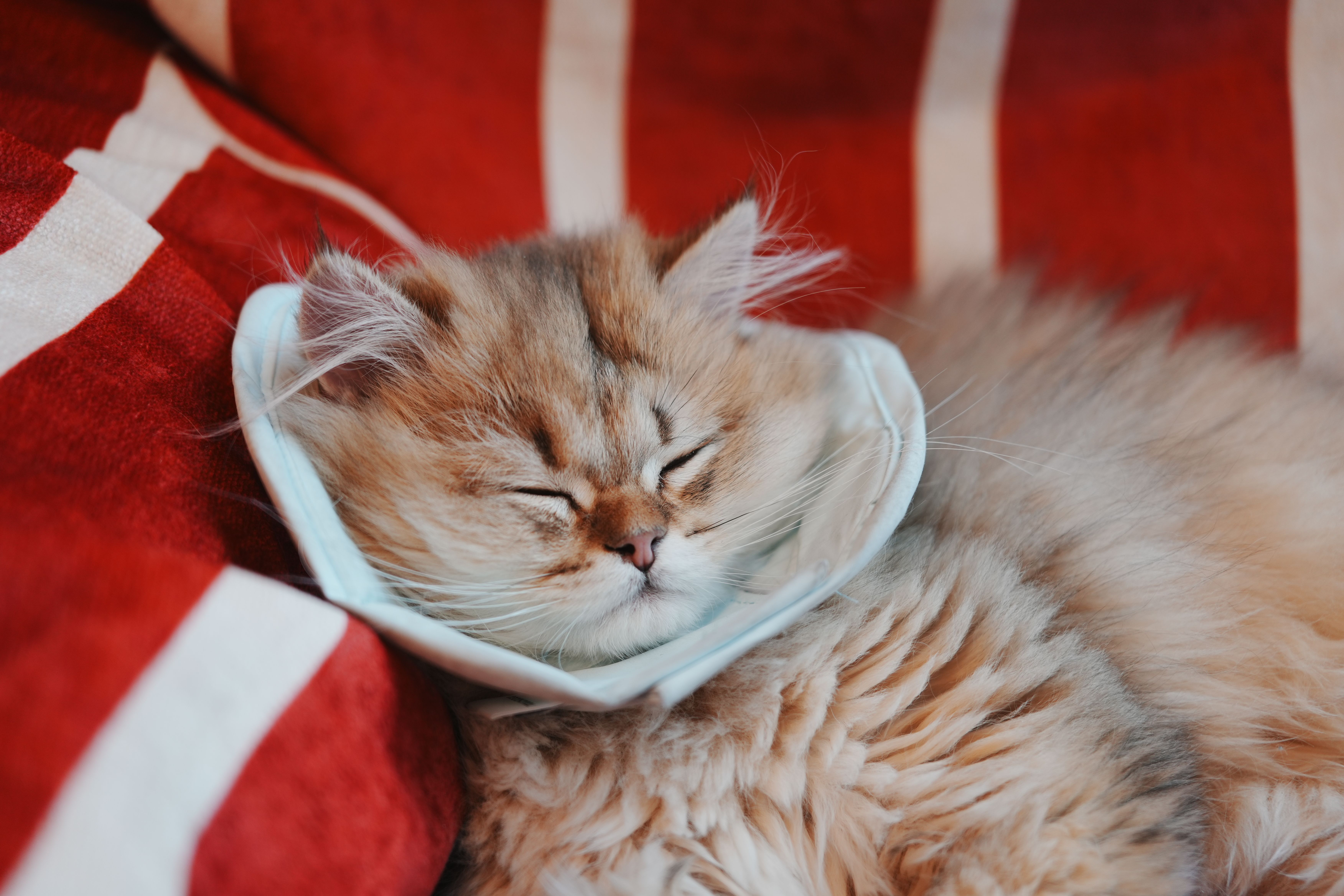7 Tanda Kucing Sakit yang Sering Diabaikan Pawrent